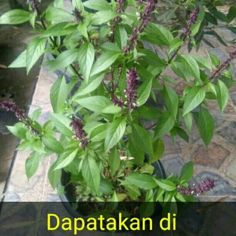 Tanaman Kemangi Hitam Sudah berbunga