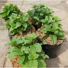 Daun mint (bisa cod) - JUAL BIBIT Tanaman Daun Mint Peppermint (bisa di konsumsi)