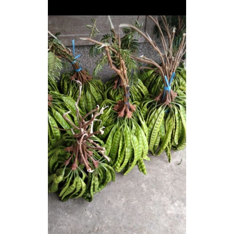 

Petai asli Ngantang.