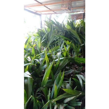 bibit anggur berbunga