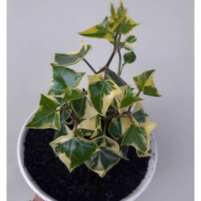 Tanaman rambat ivy varigata-hedera helix glacier
