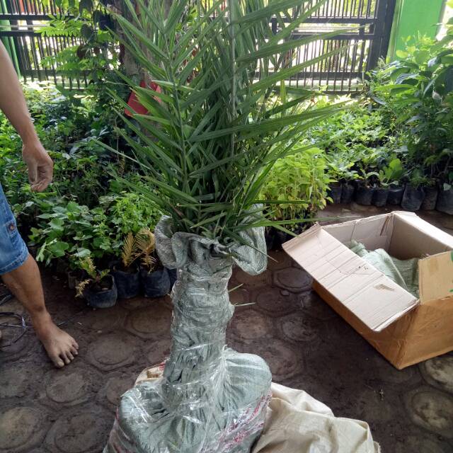 bibit kurma anakan kurma tanaman kurma KL1