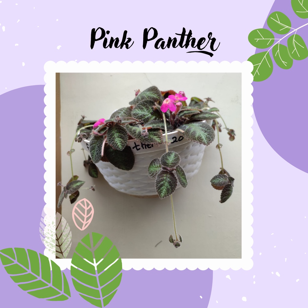 Tanaman Hias Episcia Pink Panther Episcia Bunga Pink