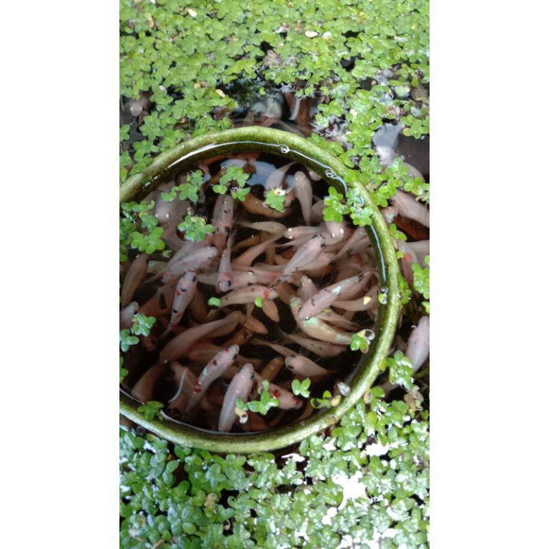 ikan cupang Multicolor galaxi/nemo/yelow/orangebase/Random female/male