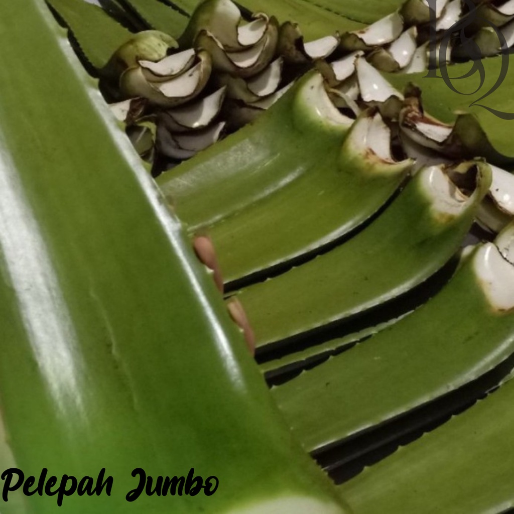 PELEPAH LIDAH BUAYA JUMBO / DAUN LIDAH BUAYA / BIBIT LIDAH BUAYA / MINUMAN LIDAH BUAYA / ALOE KUPAS DIJAMIN BEBAS PEPETISIDA