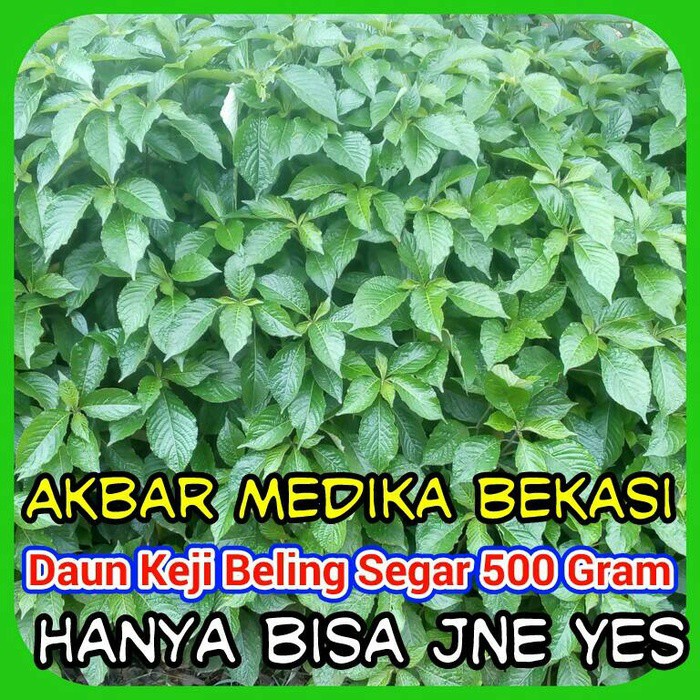 

Daun Keji Beling Segar 500 Gram By As