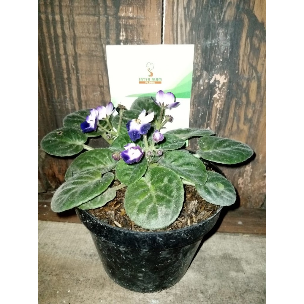 tanaman Hias Begonia Violces Purple/viucis biru putih/piucis mata kucing