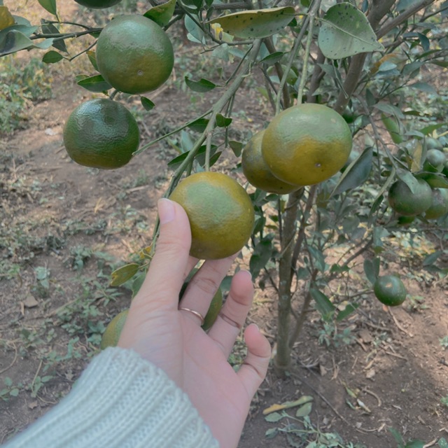

Jeruk langsung dari pohon