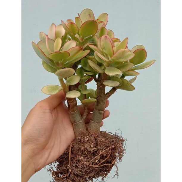 Bonsai Jade Plant Variegata