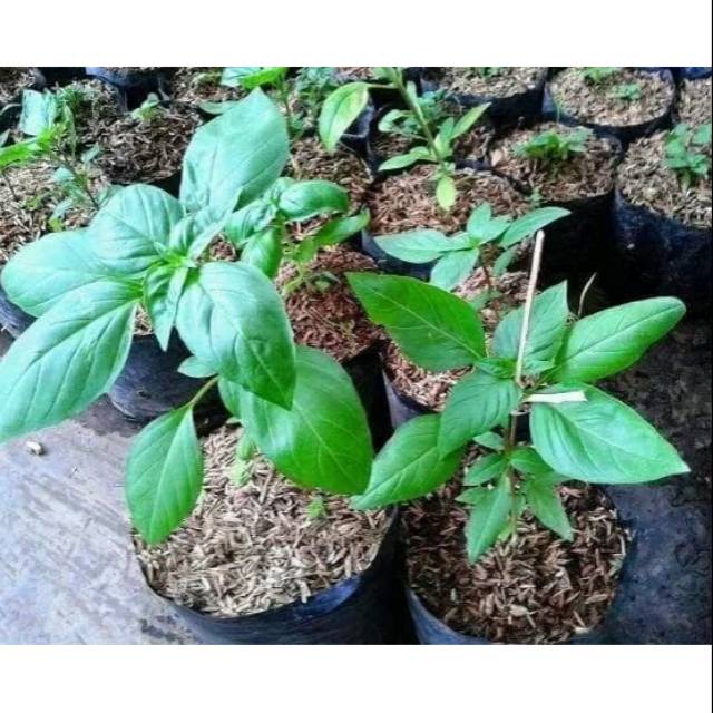 Tanaman Sweet Basil / red rubin basil / thai basil