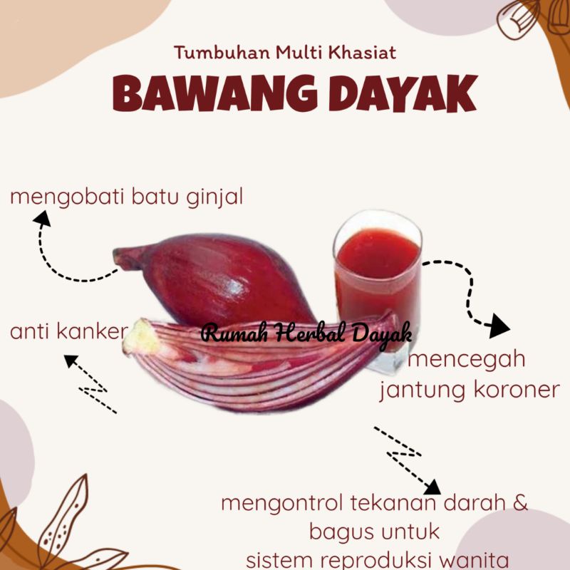 

BAWANG DAYAK ASLI KALIMANTAN TENGAH
