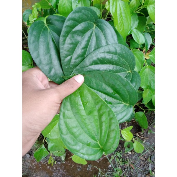 

DAUN SIRIH SEGAR ISI 5 HELAI