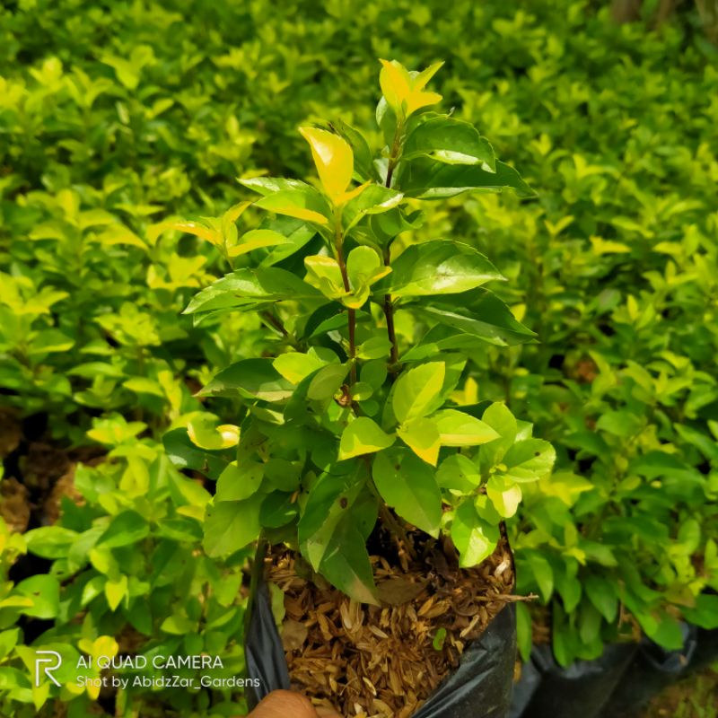 Tanaman Pangkas Kuning-Tanaman Wareng-Duranta erecta