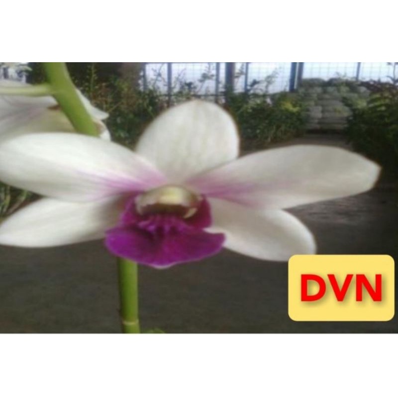 dendrobium DVN