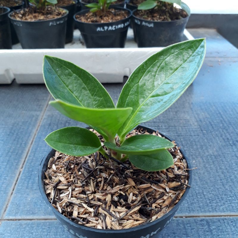 Jemani Mangkok Tornado