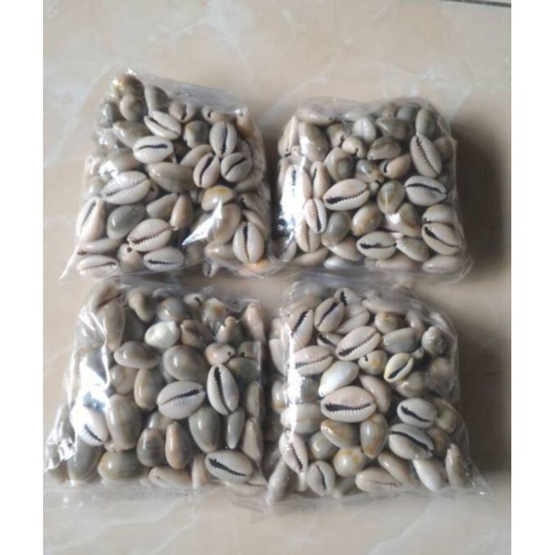 Biji kerang Dakon Kuwuk congklak