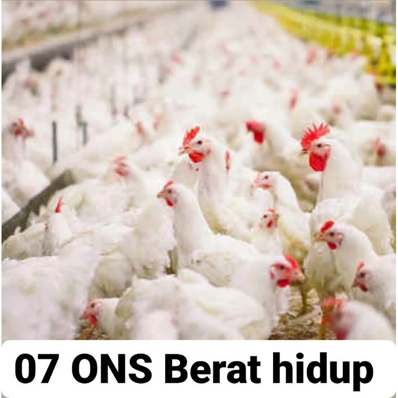 ayam broiler 0,7 Kg . 0,8 Kg.  0,9 Kg. 1Kg menu pecel lele  berikut isi Ati Ampela ayam utuh / ayam potong  /  ayam segar / ayam pecel lele / ayam bakar / ayam geprek / ayam fresh / ayam murah.-0,7 kg