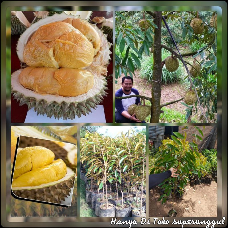 bibit durian D24 superunggul