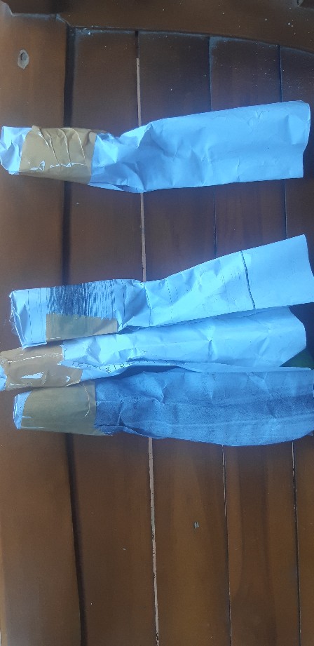 Tanaman Gantung Ivy Varigata Ivi Variegata