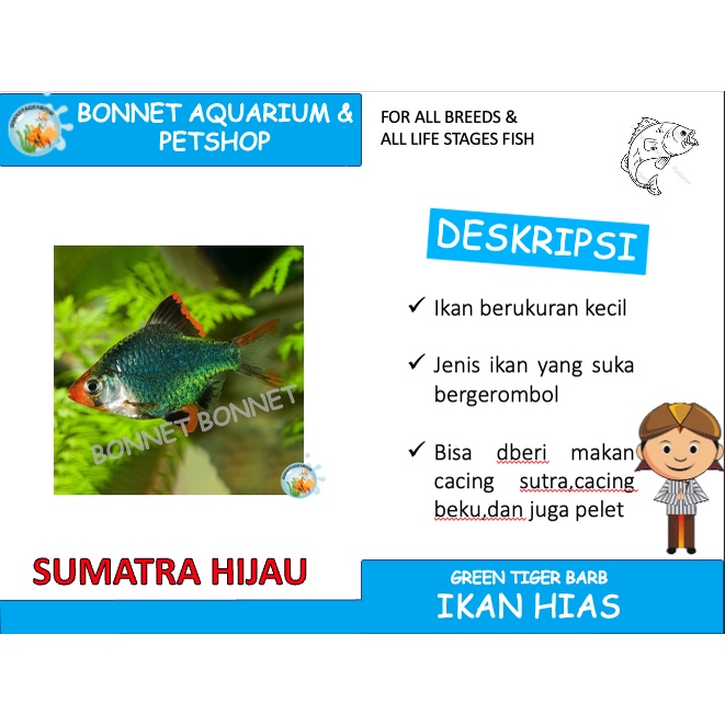 IKAN HIAS SUMATRA HIJAU / GREEN TIGER BARB