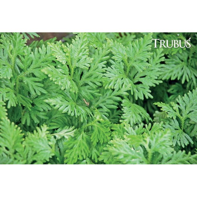 

Daun cakar ayam /rane segar 100Gr