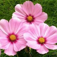 Benih Bibit Biji - Bunga Cosmos Gloria Flower Seeds - IMPORT