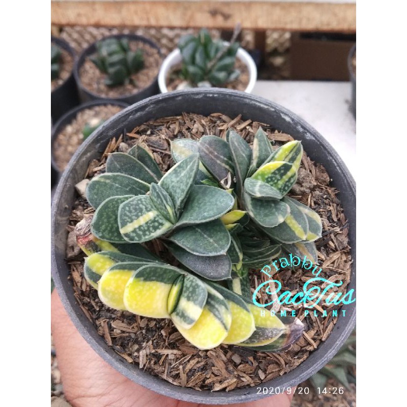 Kaktus / sukulen gasteria minima varigata Custer