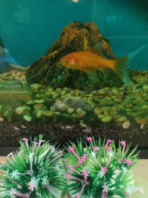 Tanaman Hias Rumput Mini Aksesoris Aquarium