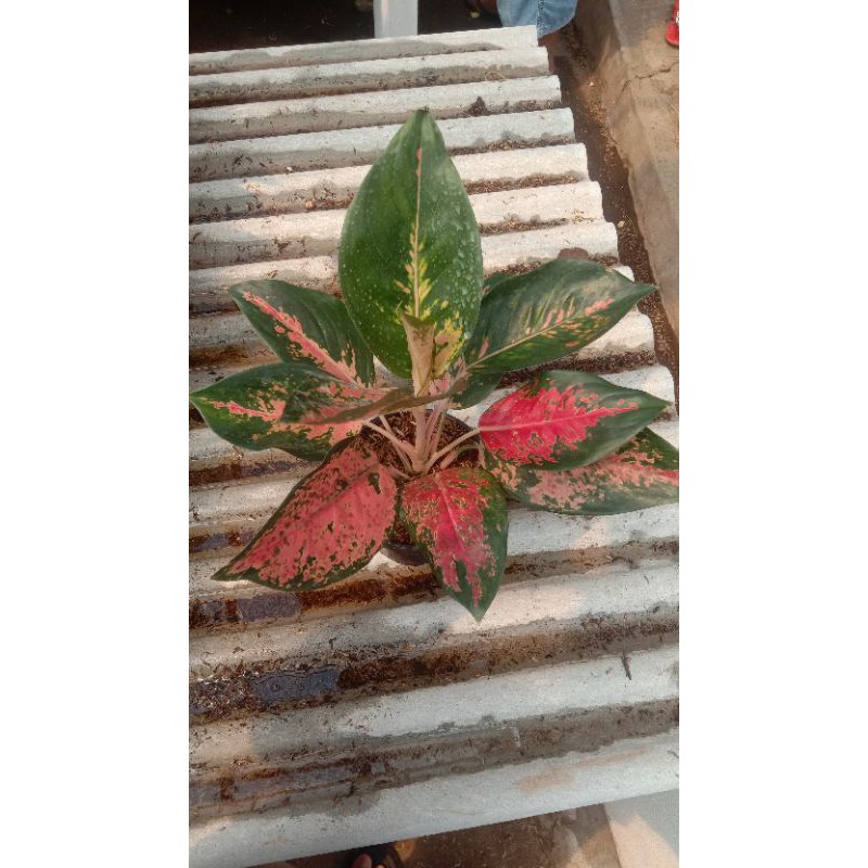 Aglonema Red kochin besar
