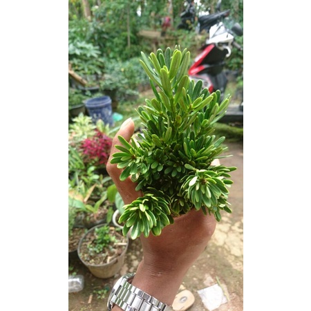 ENTRES LOHANSUNG CINCUAN