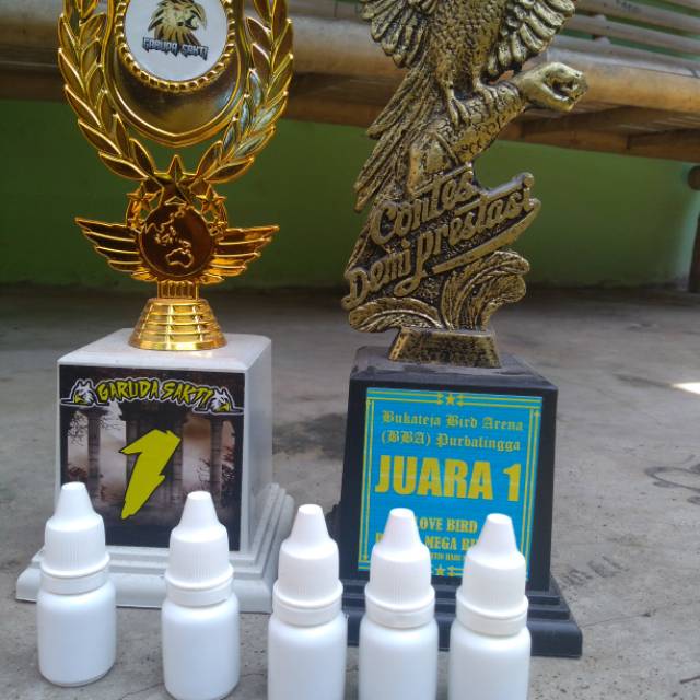 vit lovebird kongslet