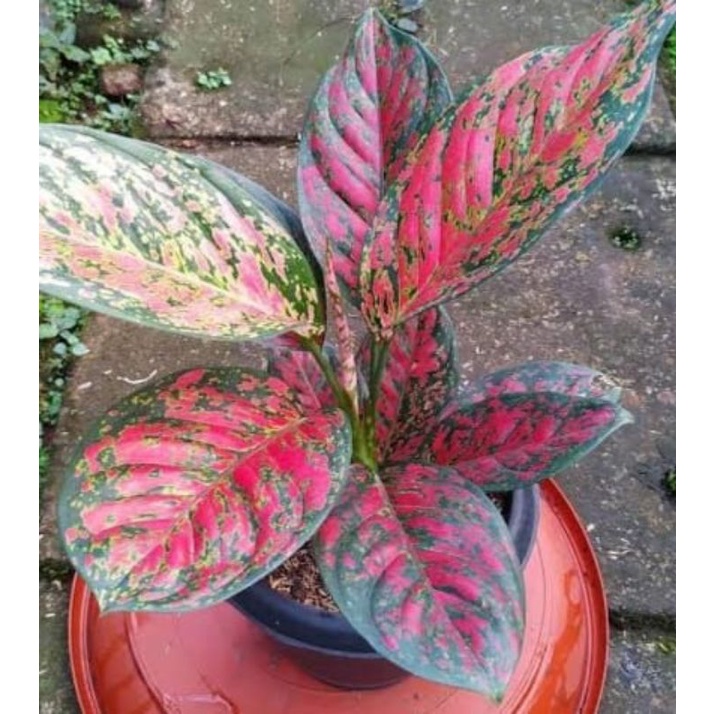 AGLONEMA VENUS DEWASA