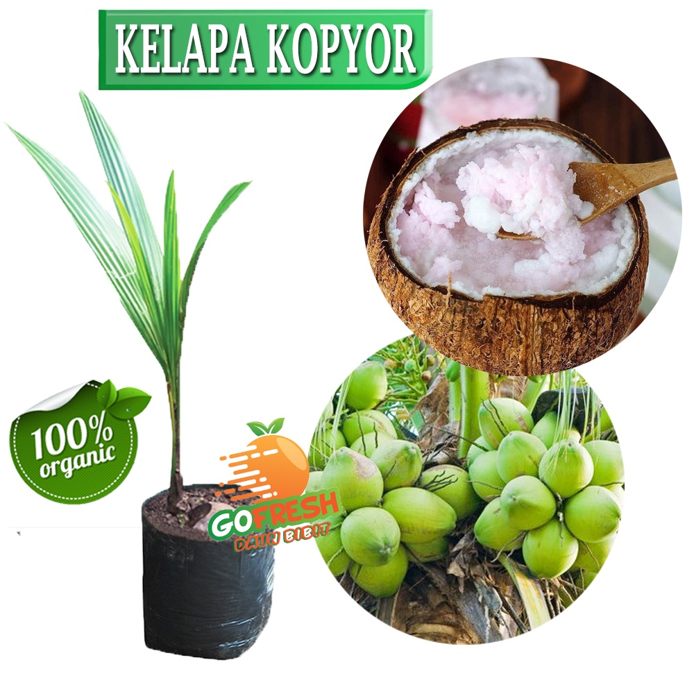 Bibit Kelapa Kopyor Genjah Pati Asli 100%