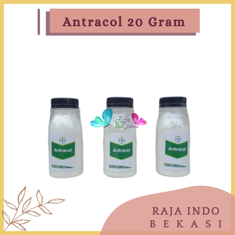 Rajaindobekasi Antracol Fungisida Botol 20 Gram Fungisida Antracol 70wp Zinc 250 Gram Obat Anti Jamur Pada Tanaman Fungisida Sistemik Pembasmi Infeksi Tanaman Jamur, Bercak &amp; Cacar Ampuh Antracol Fungisida 1kg 250 500gram 500gr Antracol Fungisida