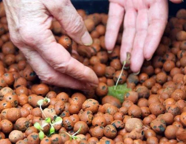 Hydroton media tanam hidroponik hidroton jerman 500gr - untuk tanaman hias