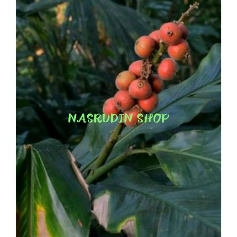 BIBIT LAJA GOAH 2 POHON BIBIT BUAH LENGKUAS MELAKA CABUTAN / TEPUS BULU LAJA GOWAH / BUKAN PARAHULU 