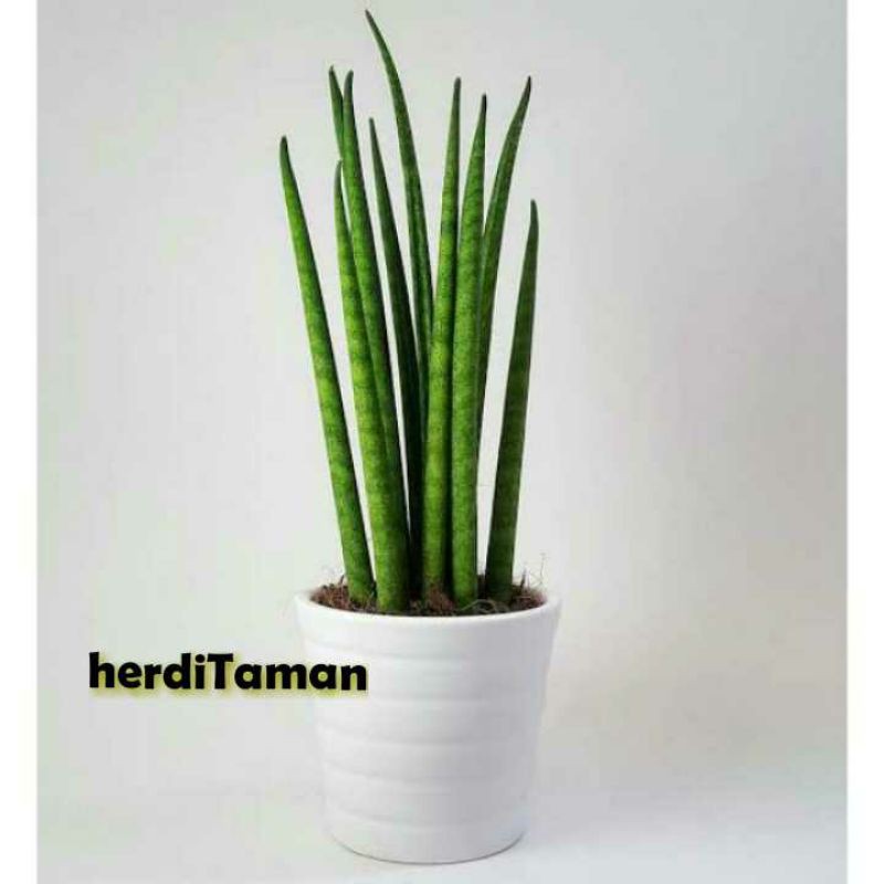 Tanaman Hias Sensivera Tombak//Sensivera Tombak