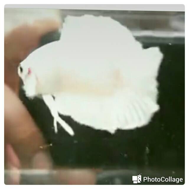 Cupang pkdt white platinum