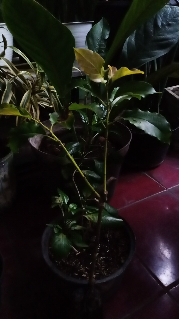 Bibit Alpukat Mentega Jumbo Bibit Benih Tanaman Buah Alpukat Mentega Jumbo