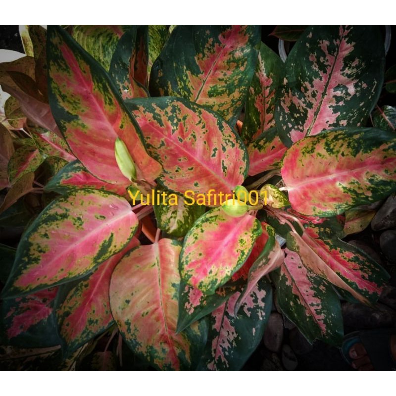 Aglonema RED KOCIN