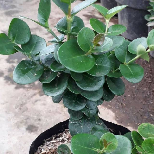 Tanaman bonsai natal plum barito