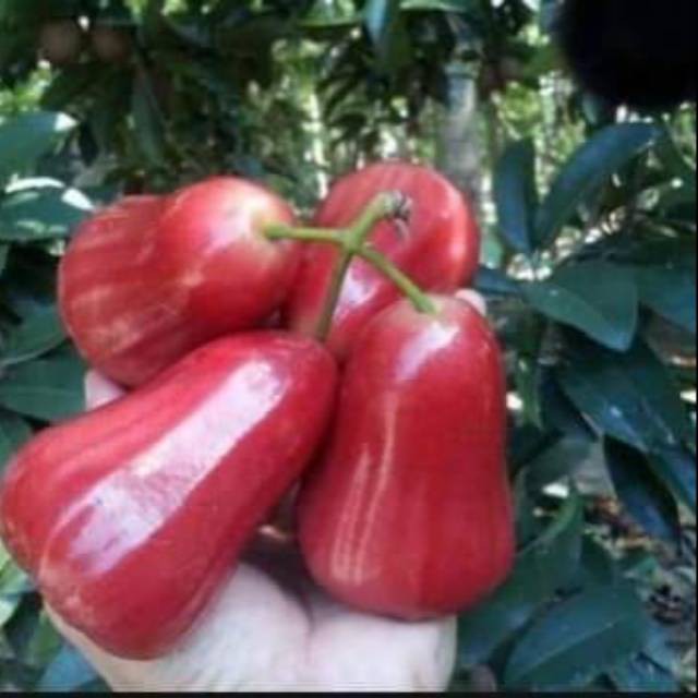

Bibit jambu kusuma merah stek okulasi cepat berbuah