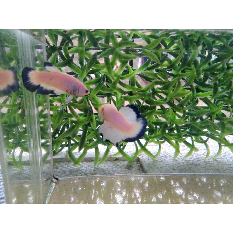 

ikan betta blue rim