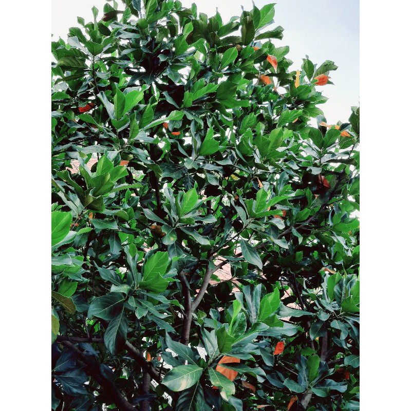 

daun nangka