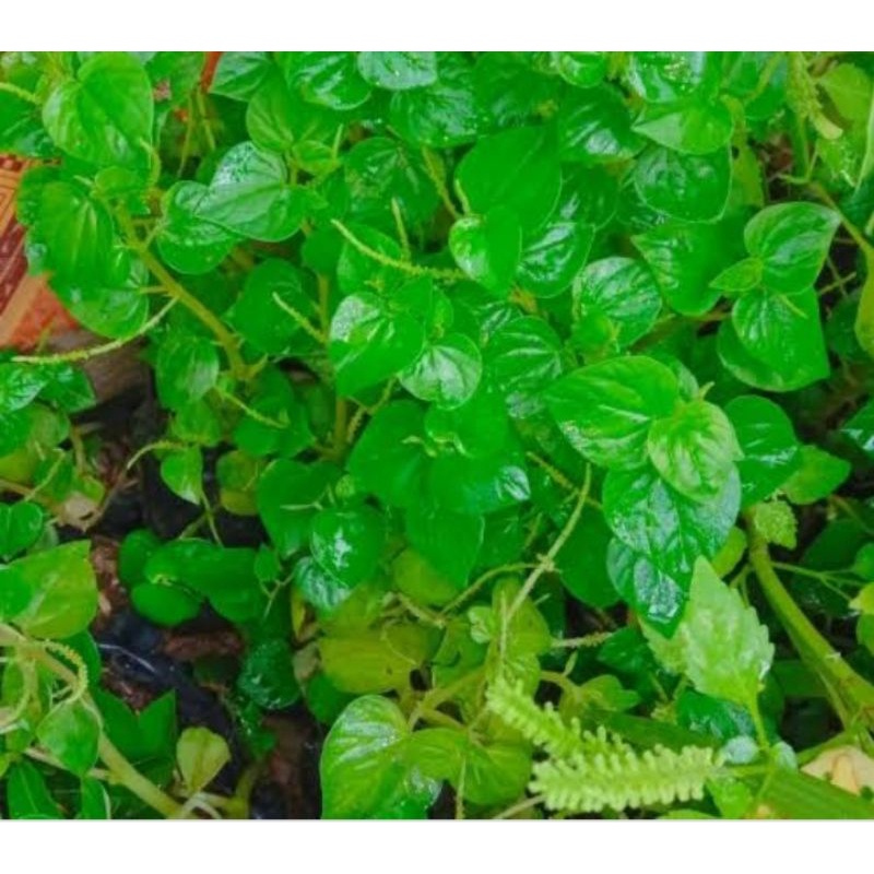 BIBIT SIRIH CINA KETUMPANG AIR Peperomia pellucida OBAT HERBAL