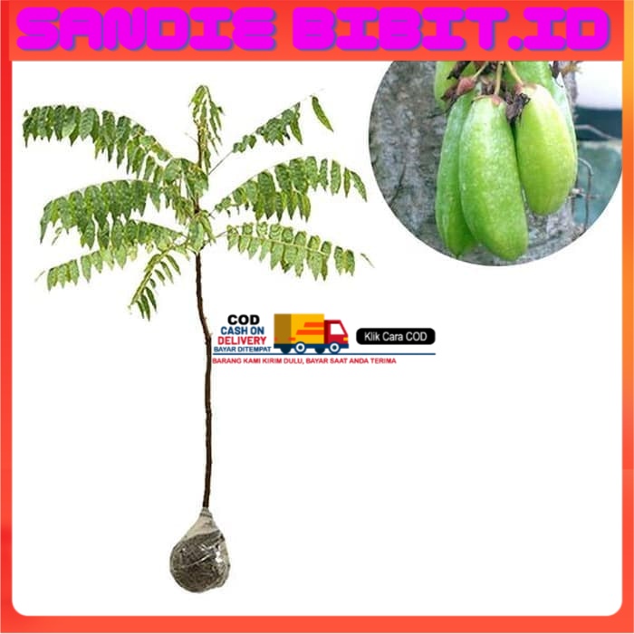 Bibit Buah Belimbing Wuluh