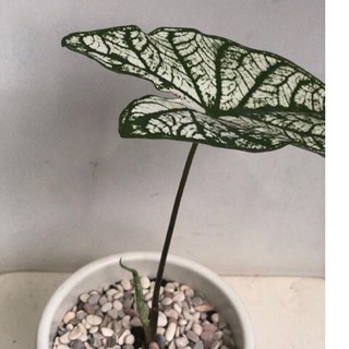 Tanaman Hias pot Caladium snow white - keladi putih ...