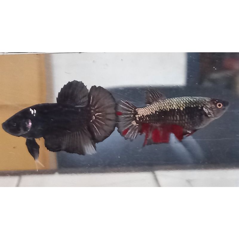 Ikan cupang avatar cooper