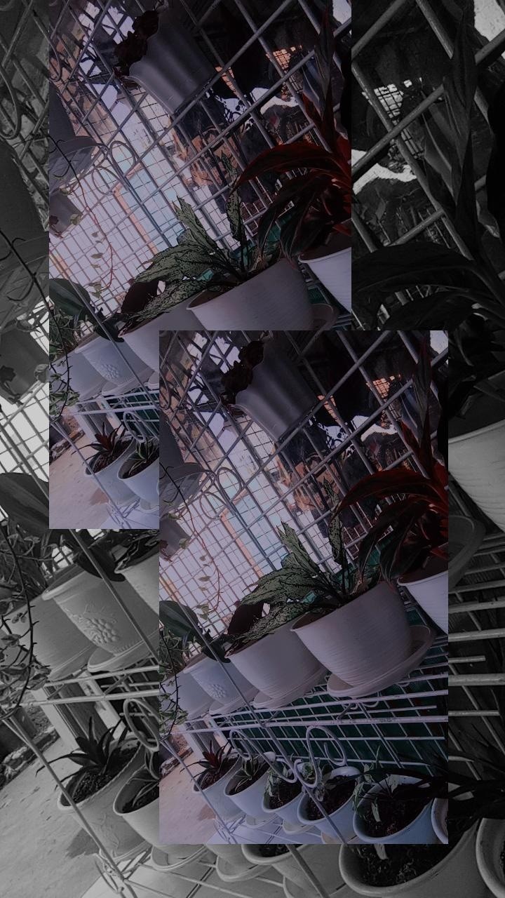 Tanaman Hias Sansivera Moon Shine