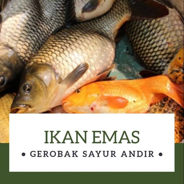 

IKAN EMAS FRESH /500gr